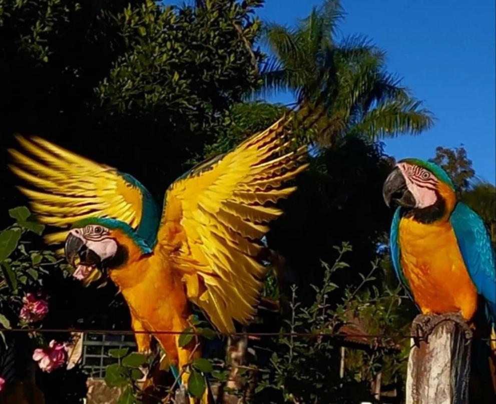 Pousada Canto Dos Passaros Alto Paraíso de Goiás Екстериор снимка